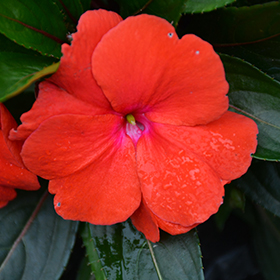 Plant Photo 3