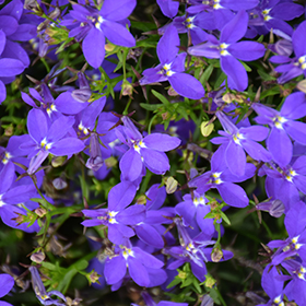 Plant Photo 3