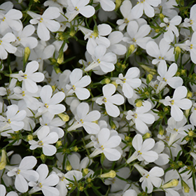 Plant Photo 2