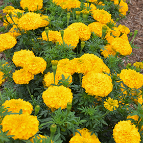 Plant Photo 3