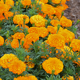 Plant Photo 4