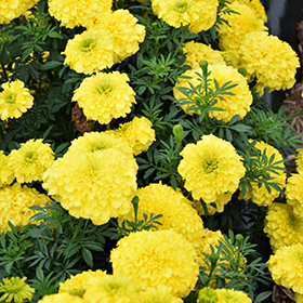 Plant Photo 5