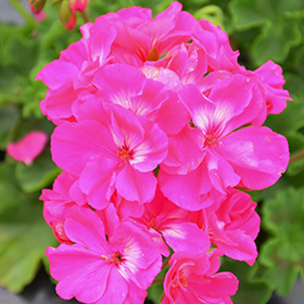 Plant Photo 2
