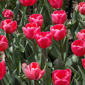 Plant Photo 5
