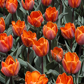 Plant Photo 10