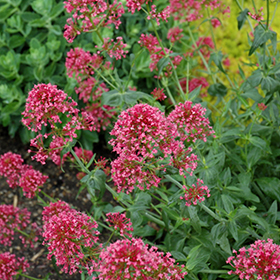 Plant Photo 3