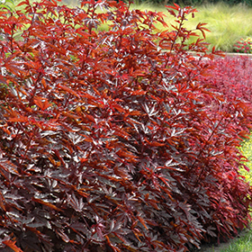 Plant Photo 10