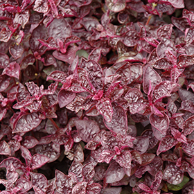 Plant Photo 7