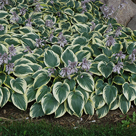 Plant Photo 1