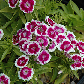 Plant Photo 9