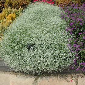 Plant Photo 2