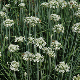 Plant Photo 1