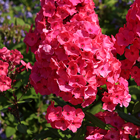 Plant Photo 10