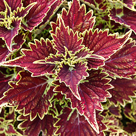 Plant Photo 9