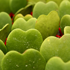 Plant Photo 7