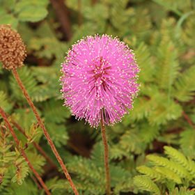 Plant Photo 5