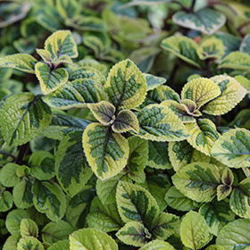 Plant Photo 5