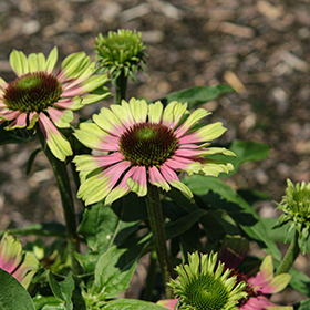 Plant Photo 9