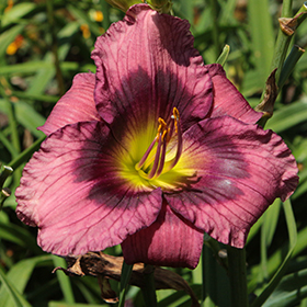 Plant Photo 2