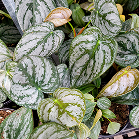 Plant Photo 1