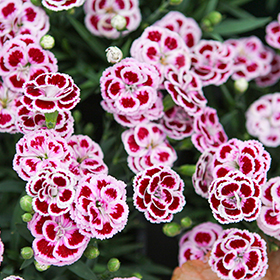 Plant Photo 2