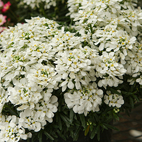 Plant Photo 3