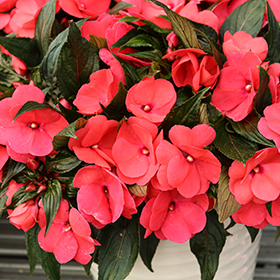 Plant Photo 8