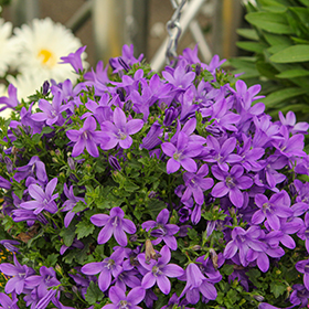 Plant Photo 2