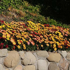 Plant Photo 10