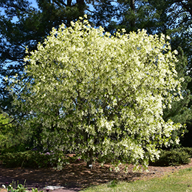 Plant Photo 3