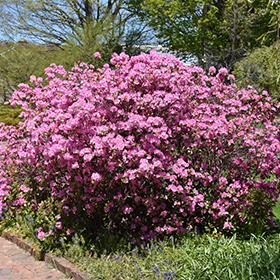 Plant Photo 9