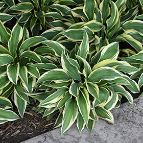 Plant Photo 2