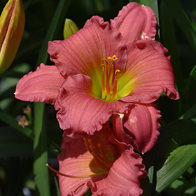 Plant Photo 5