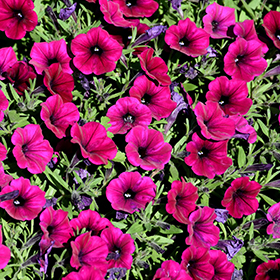 Plant Photo 4