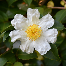 Plant Photo 9