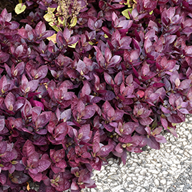 Plant Photo 3