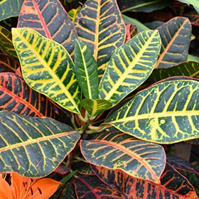 Plant Photo 8