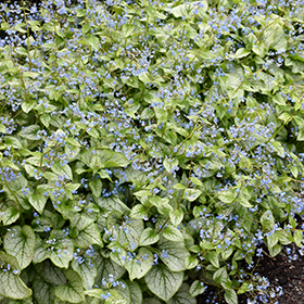 Plant Photo 4