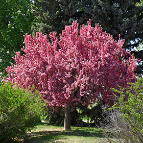 Plant Photo 3