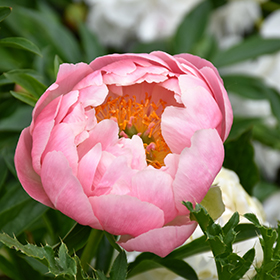 Plant Photo 9