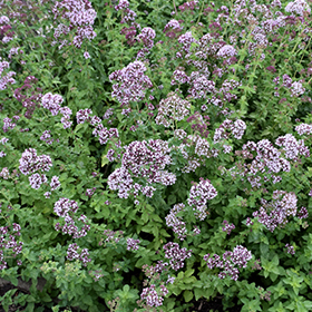 Plant Photo 9