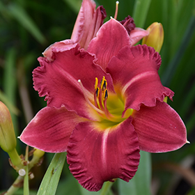 Plant Photo 8