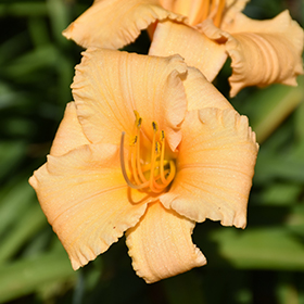 Plant Photo 1