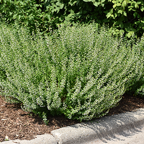 Plant Photo 9