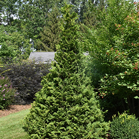 Plant Photo 2