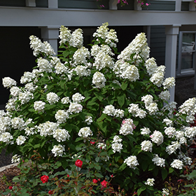 Plant Photo 10