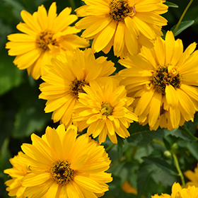 Plant Photo 9