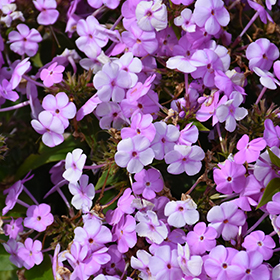 Plant Photo 9