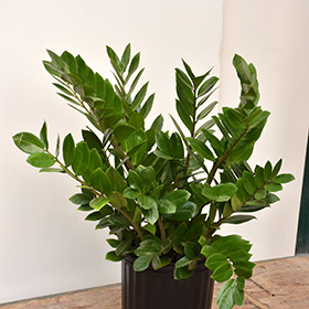 Plant Photo 4