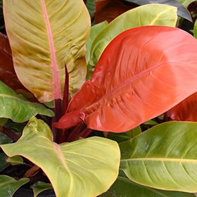 Plant Photo 9